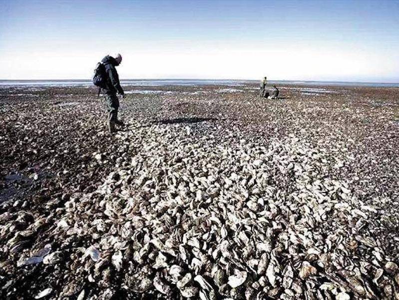 丹麦生蚝、百草味、百雀羚营销秘籍