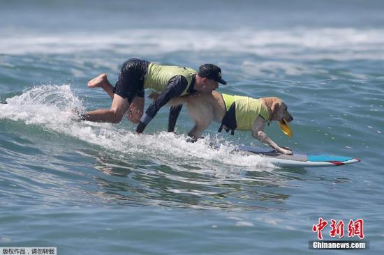 与25条狗狗齐冲浪 澳大利亚前冲浪冠军破纪录