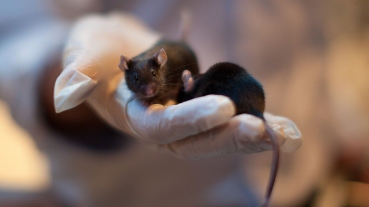 老鼠精子可在太空存活，未来人类也能？