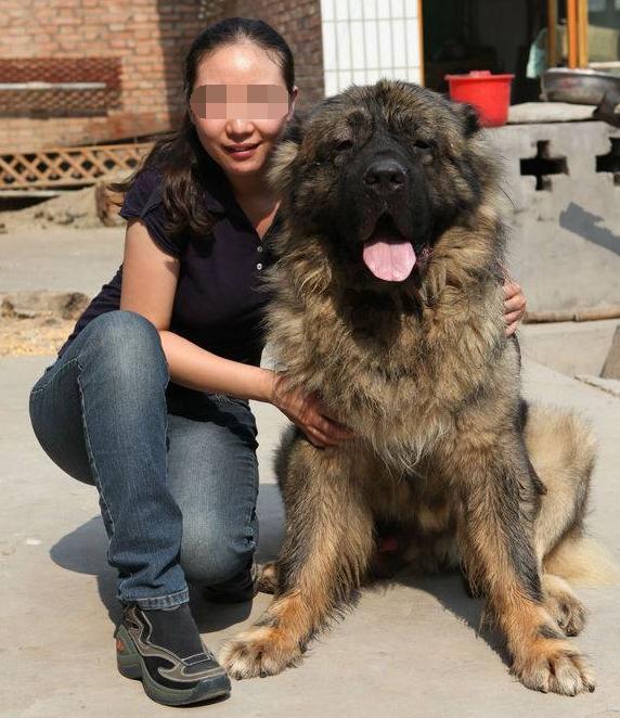 农村寡妇和巨型藏獒同吃同睡老公车祸后一人撑起家