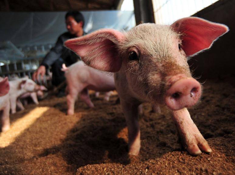 被丁磊藐视的“中国养猪业”到底啥水平？