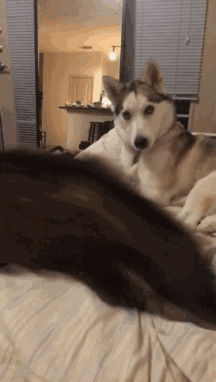216_382gif 动态图 动图