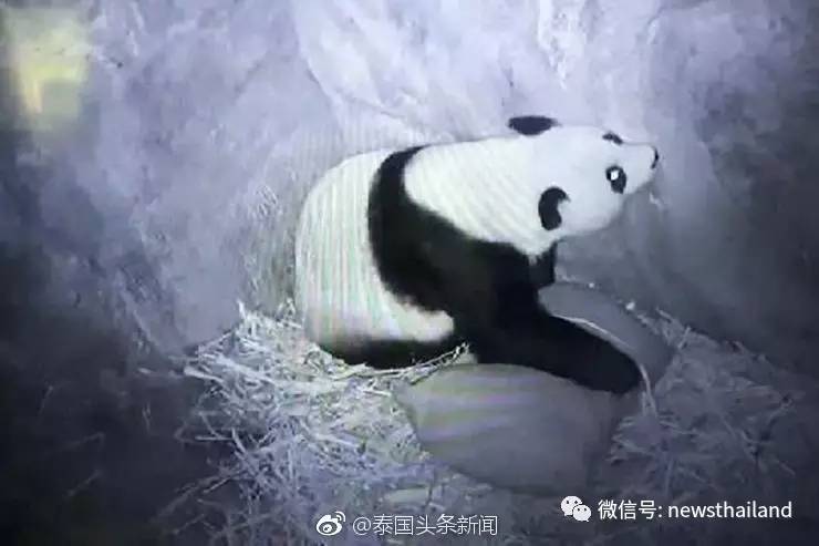 熊猫宝宝即将在清迈动物园出生∣泰星Pawarisa生日会群星荟萃