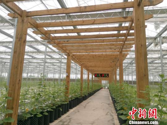 贵澳农业园区 周燕玲 摄 贵澳农业园区 周燕玲 摄