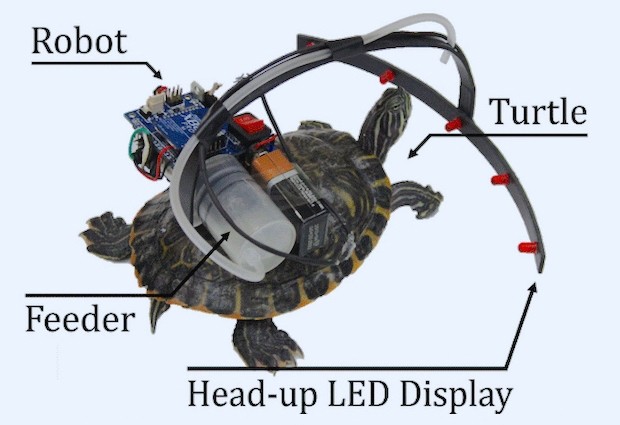 装在活体龟上的寄生机器人，能够控制龟的行走路线