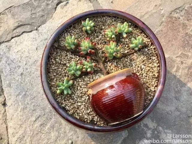 多肉老桩1分钟养成,我惊讶地说不出话…