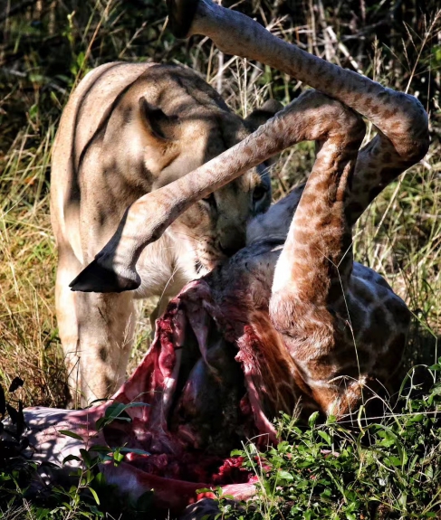 辜思历墨眼看世界--最真实的大自然法则就在南非Phinda