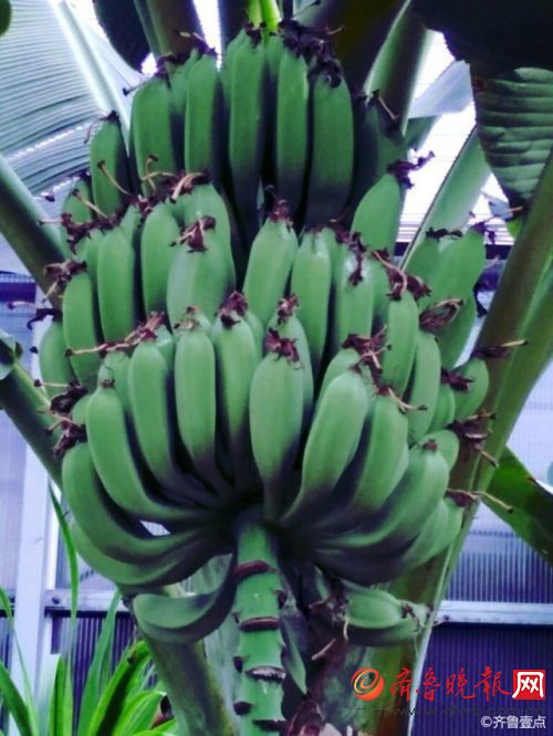 香蕉什么时候开花结果 E7414FAD474C4ADDF422AF7DFF5C00A42E588AD3_size60_w500_h666.jpeg
