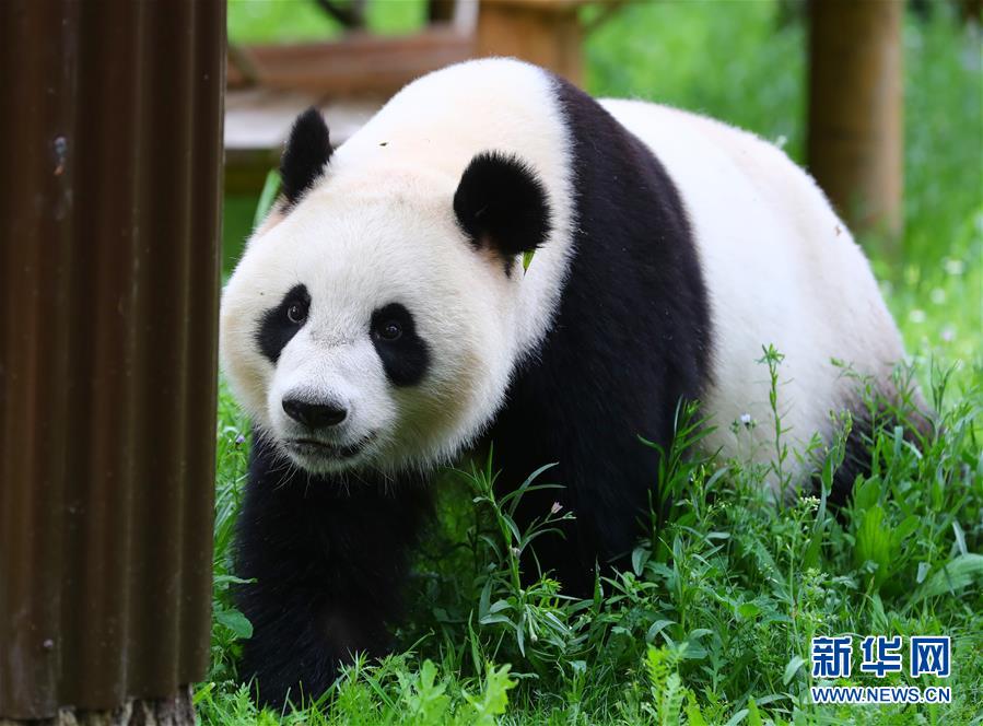旅荷大熊猫“星雅”“武雯”首次公开亮相