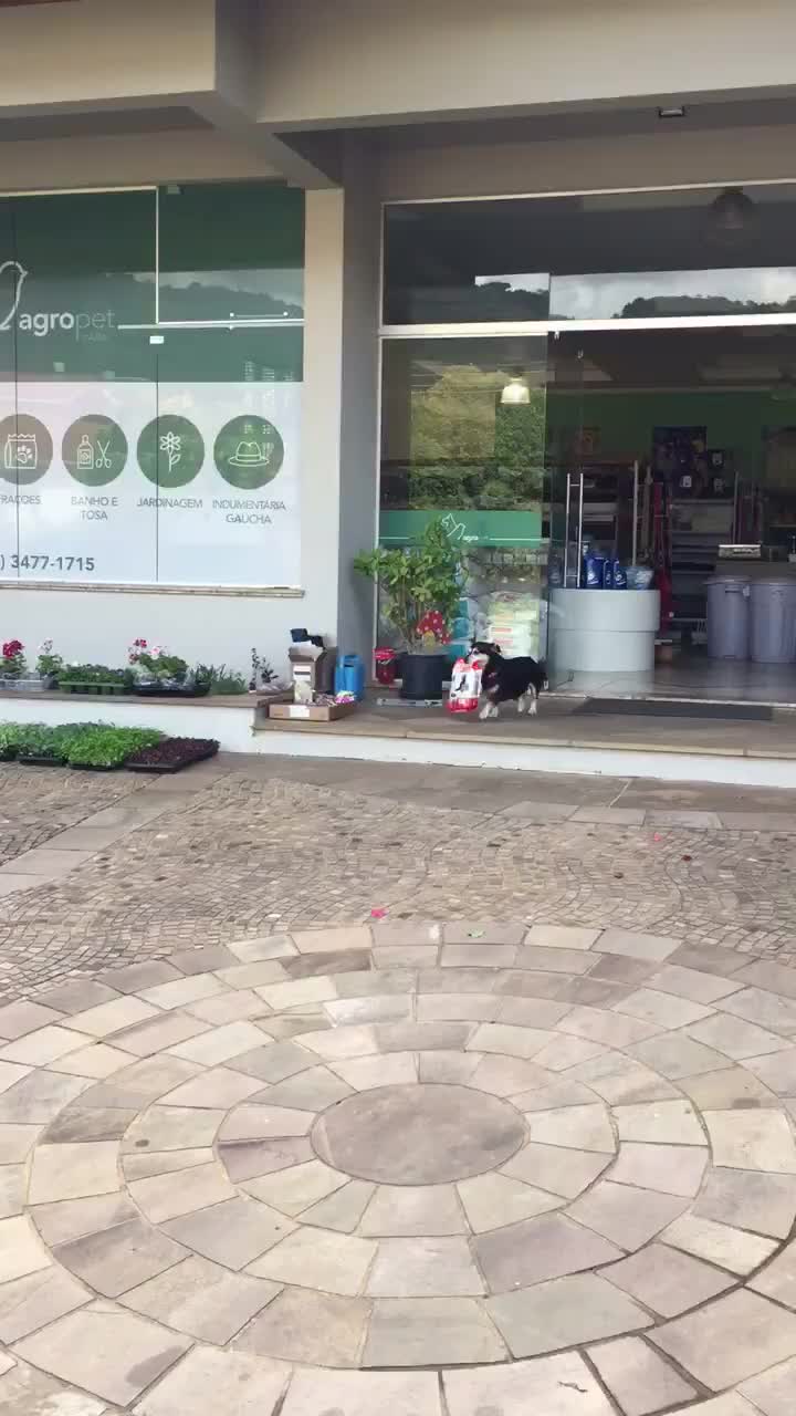 去宠物店给狗狗配种要多少钱 (去宠物店给狗洗澡要多少钱)