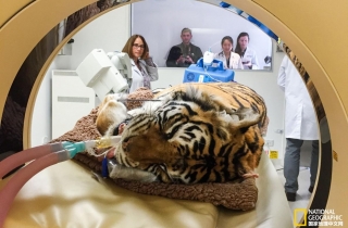 如何为重达270公斤的老虎做眼部手术？