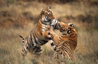 如何为重达270公斤的老虎做眼部手术?