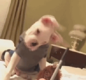 我可能养了只假狗 但养狗的乐趣不就在此么?_凤凰资讯