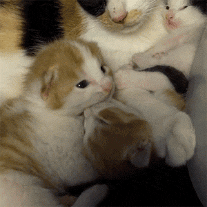 壁纸 动物 猫 猫咪 小猫 桌面 300_300 gif 动态图 动图