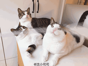 壁纸 动物 猫 猫咪 小猫 桌面 300_225 gif 动态图 动图