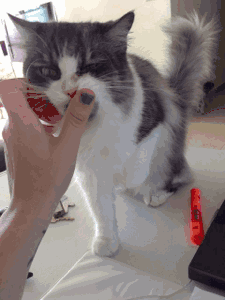 可爱猫咪动图集锦
