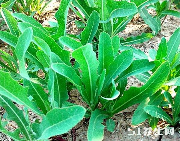 农村这种野菜,是夏日的"败火王"