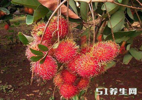 红毛丹 红毛丹