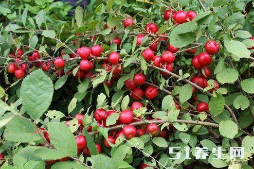 钙果 钙果