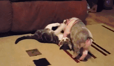 壁纸 动物 狗 狗狗 391_228 gif 动态图 动图