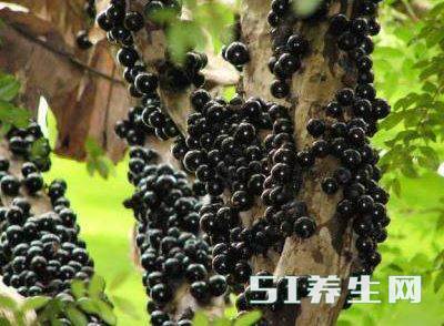 嘉宝果 嘉宝果