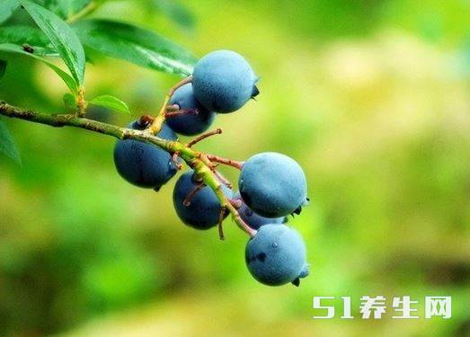 蓝莓 蓝莓
