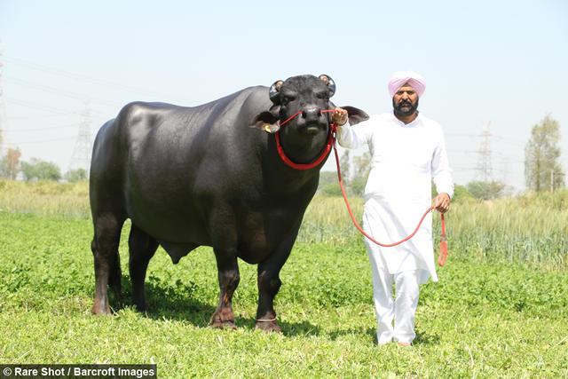 印度最重公牛1.5吨价值2200万,喜欢喝威士忌