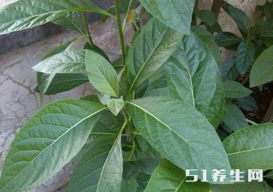 抗氧化
