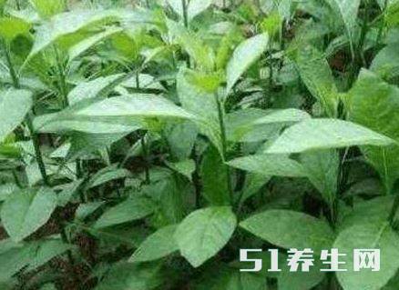 辅助降血脂