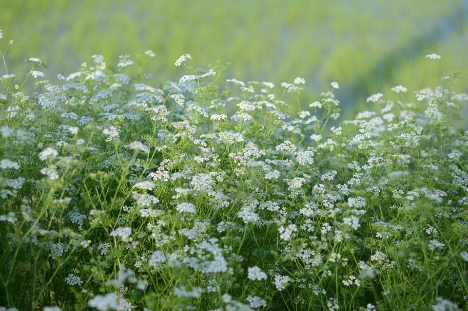 香菜(芫荽)花