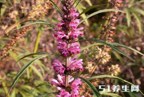 野草
