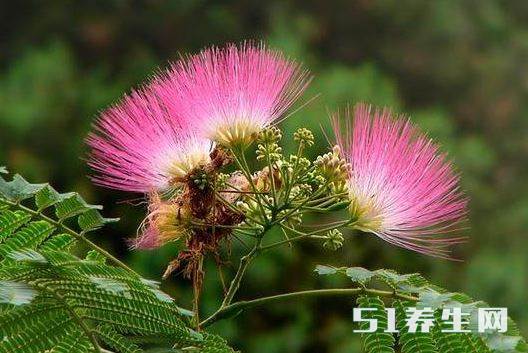 这棵树