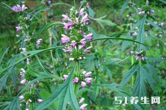 野草