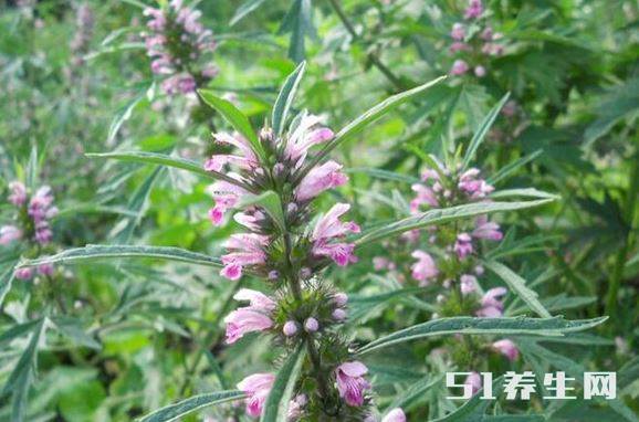 野草