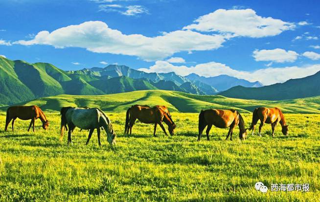 青海人最想去的几个地方，媲美内蒙古大草原！