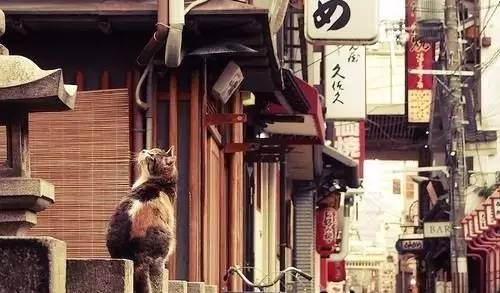 带本夏目漱石的小说，到东京散个步