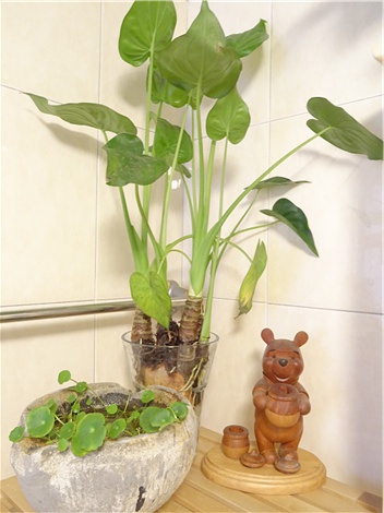 室内绿植推荐北欧风植物 06A4D0531A0FDF8B1F2D46A219CA7DFC11E63B34_size57_w352_h470.jpeg