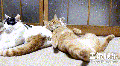 壁纸 动物 猫 猫咪 小猫 桌面 401_220 gif 动态图 动图
