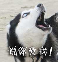 哈士奇表情包|这样的二哈,你还爱吗?