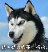 哈士奇表情包|这样的二哈,你还爱吗?