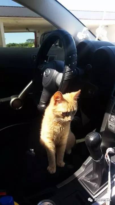 6个月大就怀孕的流浪橘猫,"啪叽"一下赖上了小哥:不许