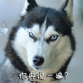 哈士奇表情包|这样的二哈,你还爱吗?