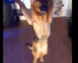 宠物们周五怎么嗨?一个个的都很会玩嘛