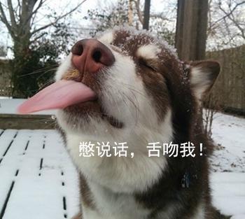 哈士奇表情包|这样的二哈,你还爱吗?