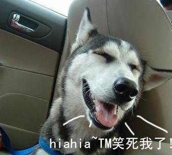 哈士奇表情包|这样的二哈,你还爱吗?