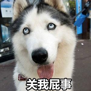 哈士奇表情包|这样的二哈,你还爱吗?