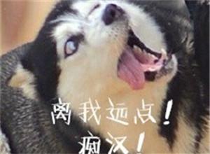 哈士奇表情包|这样的二哈,你还爱吗?