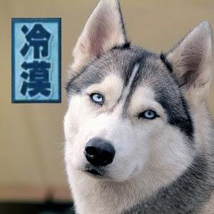 哈士奇表情包|这样的二哈,你还爱吗?