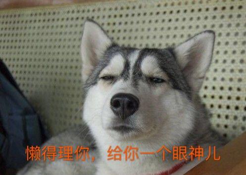 一波哈士奇表情包来啦!
