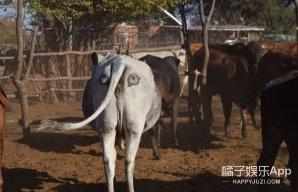 为了防止牛总是死，他们在牛的屁股上画了2只眼睛